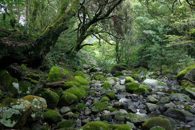 Hike Japan Heritage Hakone Hachiri (Half Day) - Fitness, weather, and practical limits