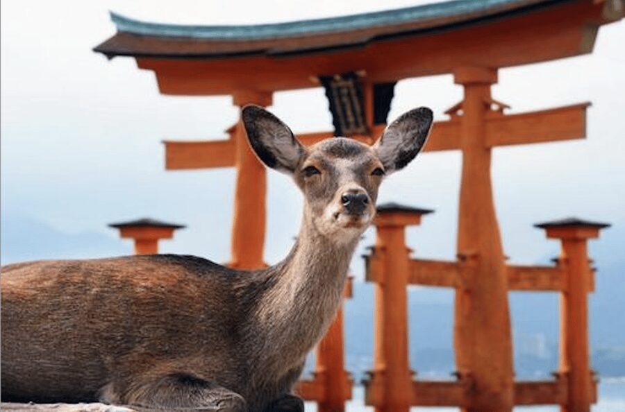 Hiroshima/Miyajima Private Custom Tour with Local Guide - Hiroshima Peace Memorial Park and the Atomic Bomb Dome
