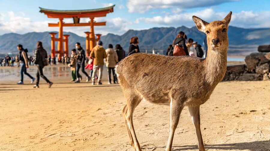 Hiroshima to Miyajima: Private Custom Tour with Ferry Ride - Meeting in Hiroshima and setting the tone