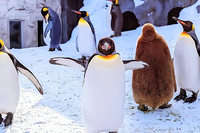 Hokkaido Asahiyama Zoo Ningle Terrace Day trip - Key points at a glance
