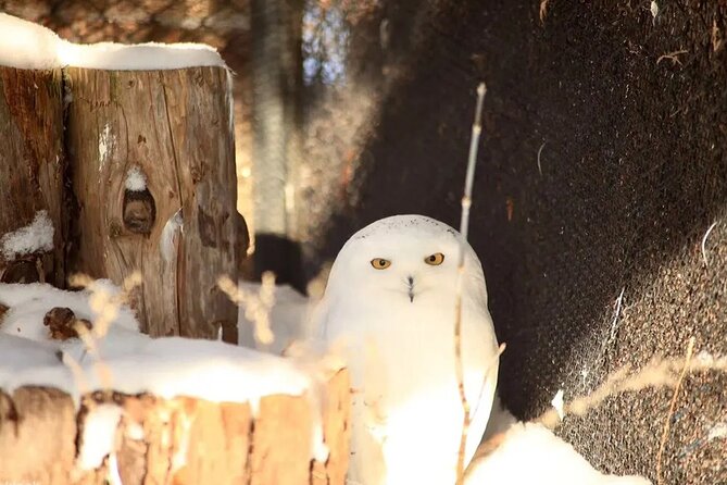 Hokkaido Asahiyama Zoo Ningle Terrace Day trip - Ningle Terrace, the cozy final stop