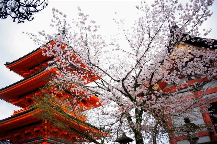 Imperial Capitals of Japan Small Group Tour by Firebird Tours - 7 Days Review - Day 7: Departure from Kyoto