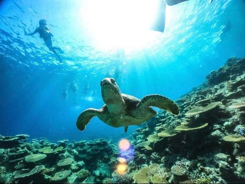 Iriomote: Boat Snorkeling Tour at Barasu Island - Two snorkeling sites, with the second often the highlight
