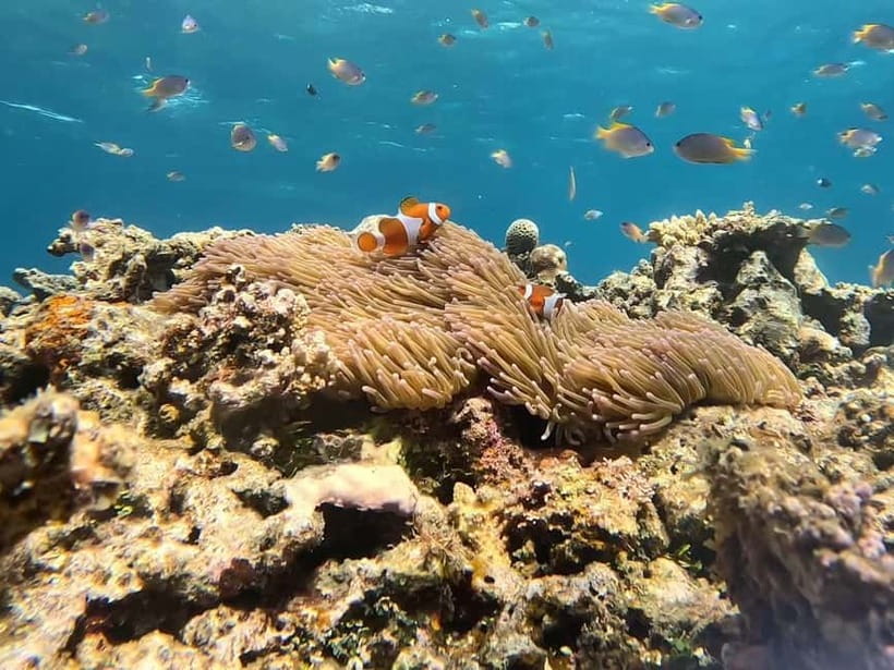 Iriomote: Boat Snorkeling Tour at Barasu Island - What is included for $50
