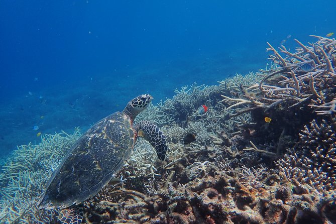 Iriomote Island 1-Day Snorkeling & Mangrove SUP or Canoe - A six-hour taste of Iriomote by river and sea