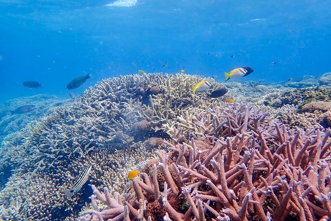 Iriomote Island 1-Day Snorkeling & Mangrove SUP or Canoe - What to wear and how to prepare