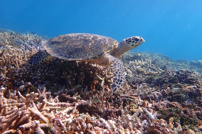 Iriomote Island 1-Day Snorkeling & Mangrove SUP or Canoe - Pickup, timing, and the Ishigaki connection