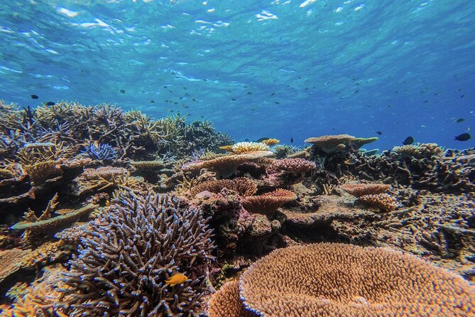 Iriomote Island 1-Day Snorkeling & Mangrove SUP or Canoe - Who will enjoy this tour most