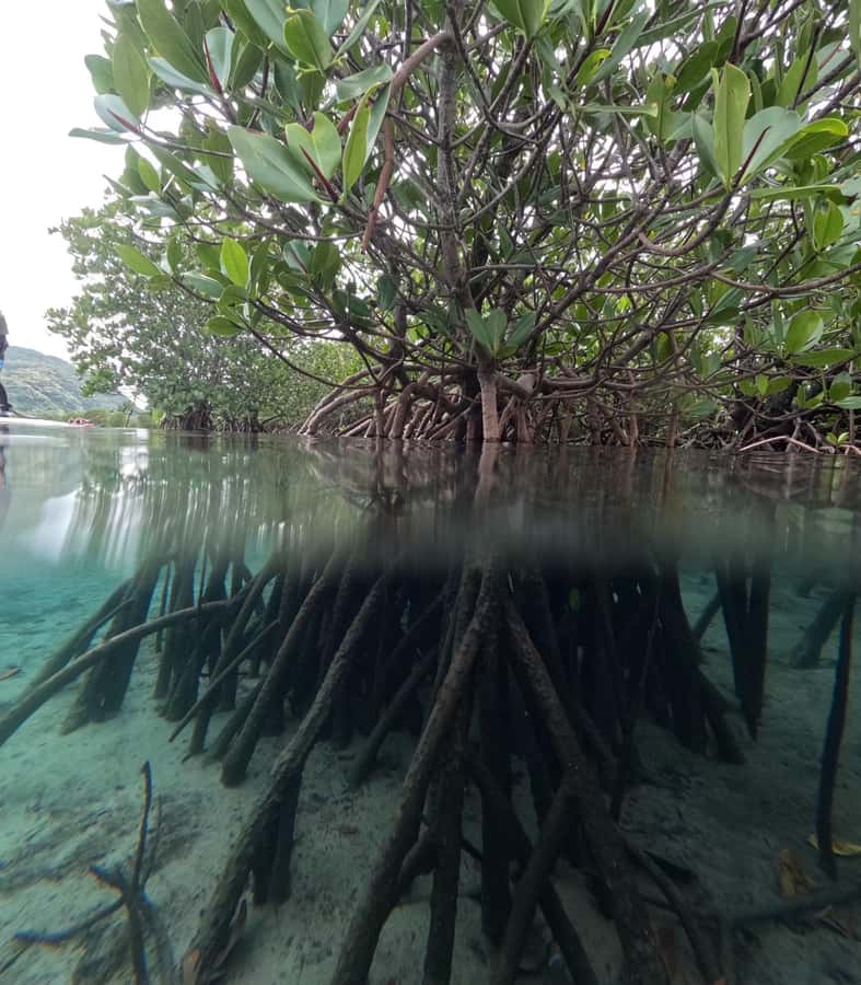 Iriomote island: Mangrove River SUP or Canoe Cruising Tour - Walking among the roots at low tide