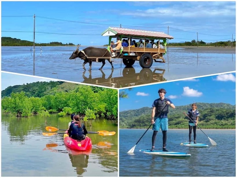Iriomote: Mangrove SUP or Canoe and Yubujima sightseeing - Why this six-hour combination works
