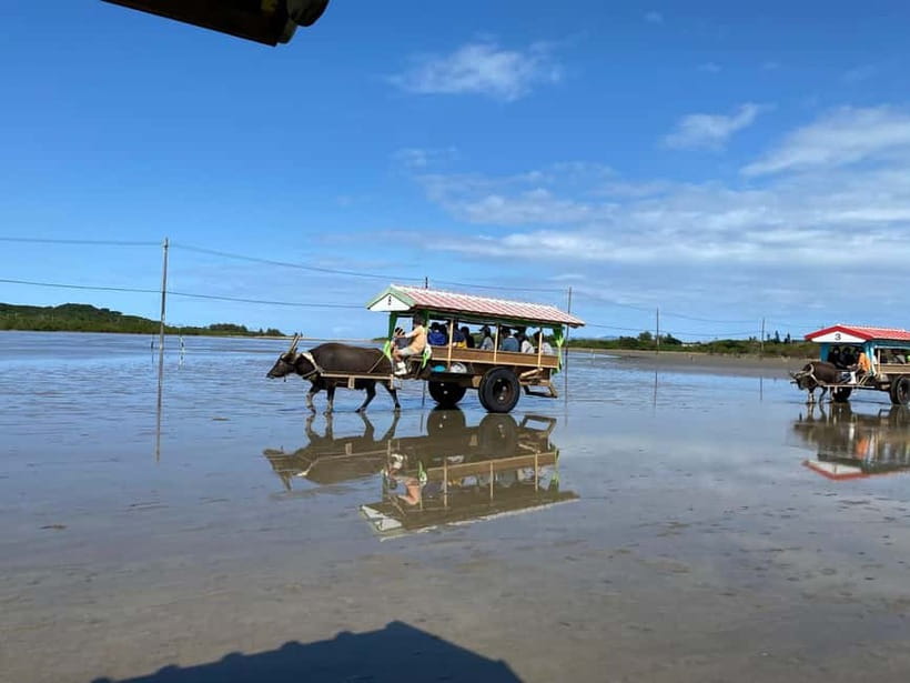 Iriomote: Mangrove SUP or Canoe and Yubujima sightseeing - Paddling beneath the mangroves