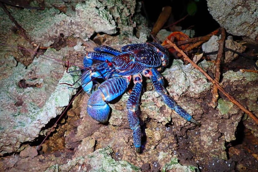 Ishigaki: Jungle Walk and Stargazing Night Tour - Why the guide matters more than the flashlight