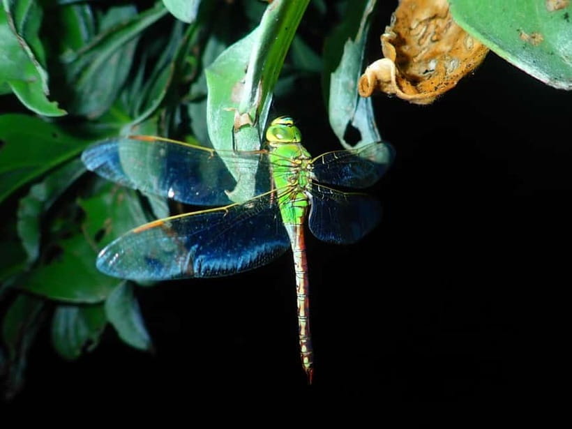 Ishigaki: Jungle Walk and Stargazing Night Tour - Ishigaki’s night sky after the forest
