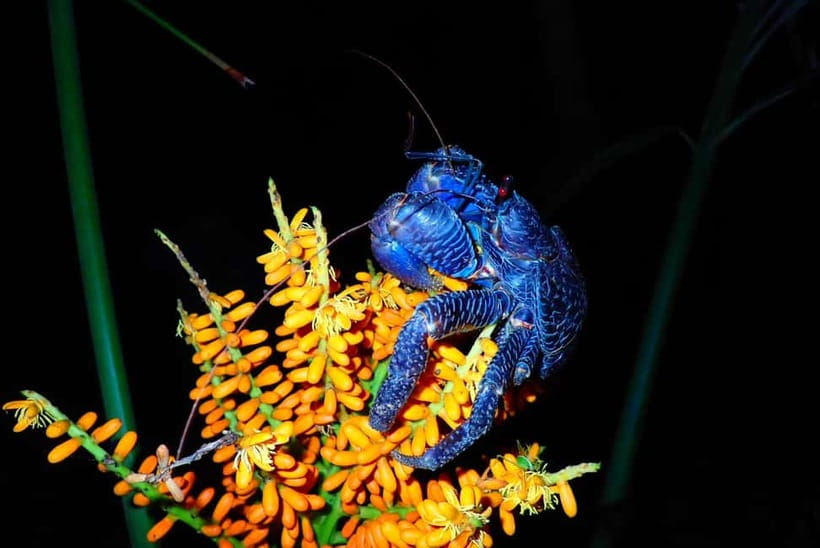 Ishigaki: Jungle Walk and Stargazing Night Tour - What to wear and what to arrange