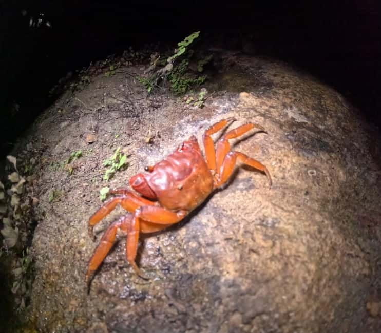Ishigaki: Jungle Walk and Stargazing Night Tour - Cancellation, language, and weather details