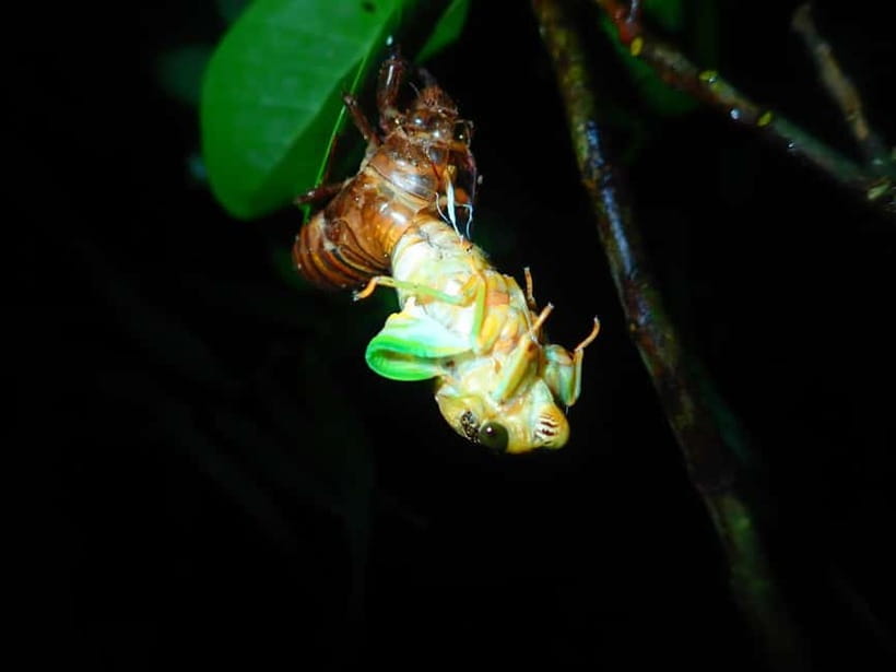 Ishigaki: Jungle Walk and Stargazing Night Tour - Who should book this Ishigaki night tour?