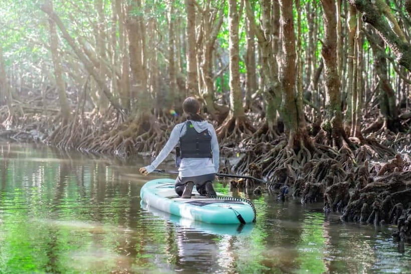 Ishigaki:Mangrove&Sea SUP/Kayak Tour with SLR&Drone footage - SUP, kayak, and age limits