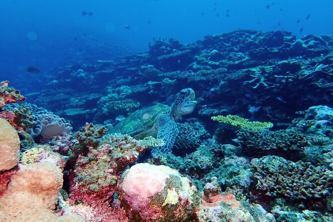[Ishigaki]Mangrove SUP/Canoe + Blue Cave Snorkeling - Who should book this Ishigaki outing?