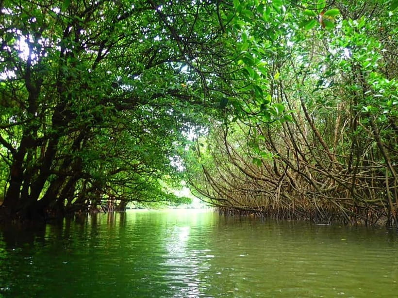 Ishigaki: Mangrove SUP or Canoe & Phantom Island Snorkeling - The best parts of the day at a glance