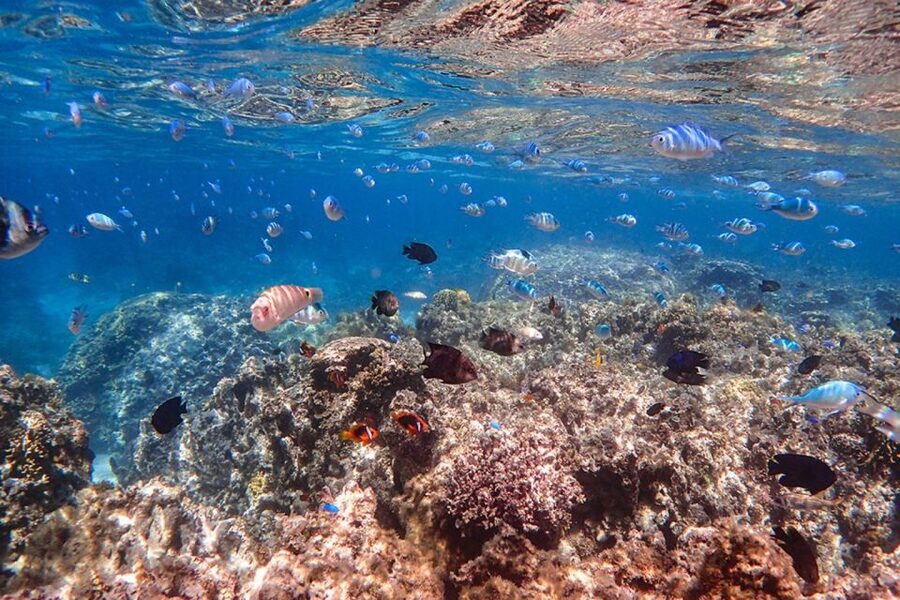 Ishigaki: Phantom Island Snorkeling and Taketomi Sightseeing - What the $69 price really covers