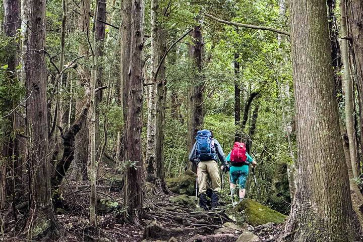 Japan Autumn Tour Inclu. Kumano Kodo Trail by Odynovo - 14 Days Review - Key points to know