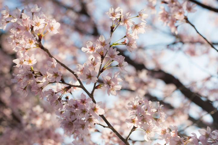 Japan: Castles & Cuisine by G Adventures - 6-Day Kyoto to Osaka Tour Review - Kyoto begins the trip at an easy pace