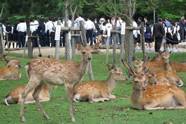 Japan Delight with Hiroshima by Stunning Tours - 8-Day Tour Review - What the price includes, and what it does not