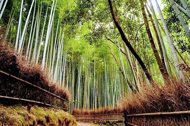 Japan Express by MW Tours - 8-Day Tokyo to Kyoto Tour Review - Eight days from Tokyo streets to Kyoto temples