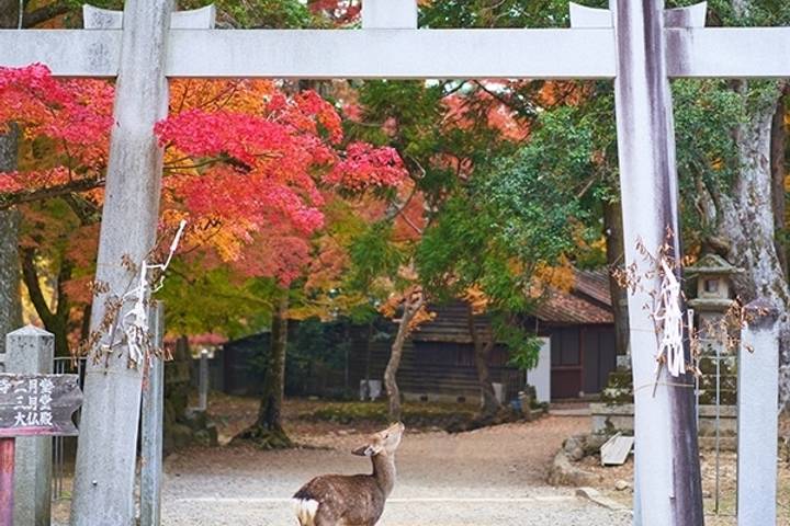 Japan Express by MW Tours - 8-Day Tokyo to Kyoto Tour Review - Bullet train to Kyoto, then an afternoon in Nara