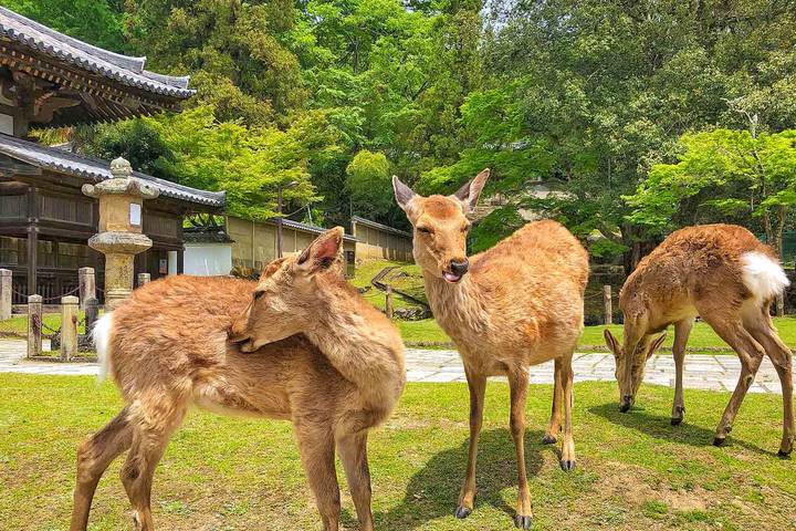 Japan Family Tour: Shrines & Nakasendo Trail by Odynovo - 15 Days Review - What the price covers, and what it does not