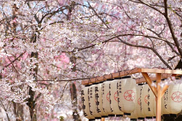 Japan Highlights by SKR Reisen - 11-Day Tokyo to Kyoto Tour Review - Who should book this tour?
