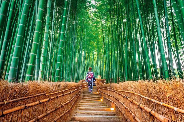 Japan Highlights (incl. flight) by MEIERS WELTREISEN - 11-Day Tour Review - What the $3,529 starting price covers