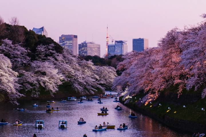 Japan in a Nutshell Private Tour by Firebird Tours - 8 Days Review - What this private Japan tour is built to do