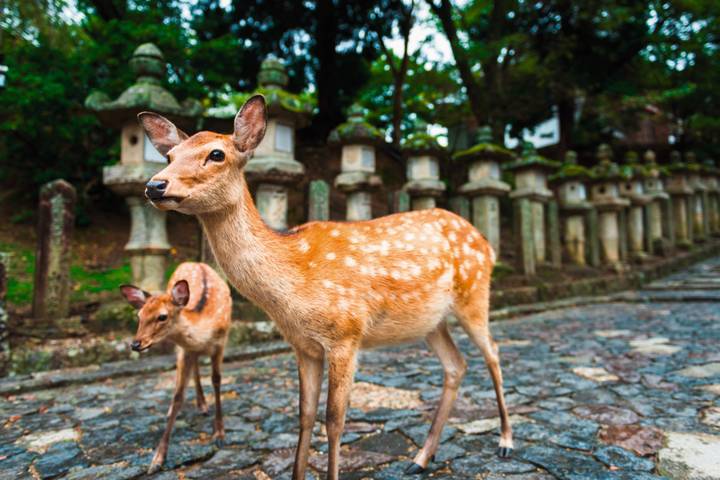 Japan In-Depth by SKR Reisen - 16-Day Tokyo to Osaka Tour Review - Who should book Japan In-Depth?