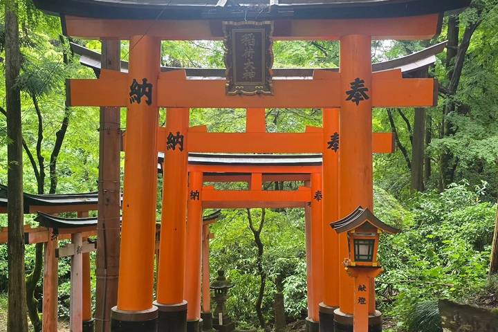 Japan In-Depth Cherry Blossom Tour by Tweet World Travel - 13 Days Review - Kyoto and Nara make history feel close at hand