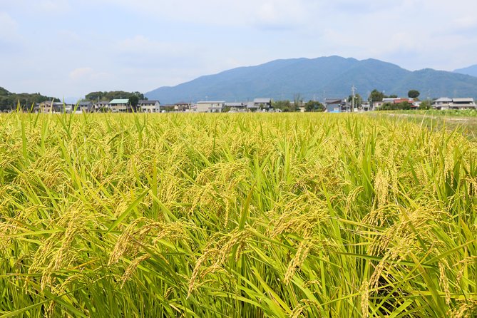 Japan's Rural Life & Nature: Private Half Day Cycling Near Kyoto - Rice fields built from a former lake