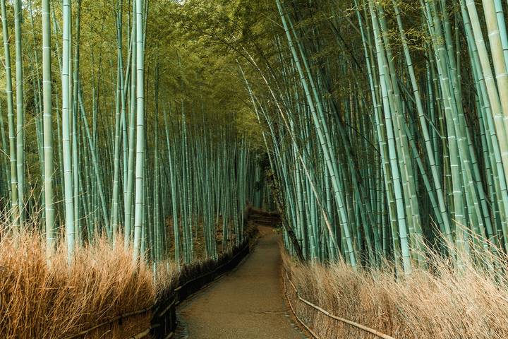 Japan & South Korea: From Tokyo to Seoul (Tokyo to Seoul, 2026) by Collette - 16-Day Tour - Tokyo begins with temples, tea and time to adjust