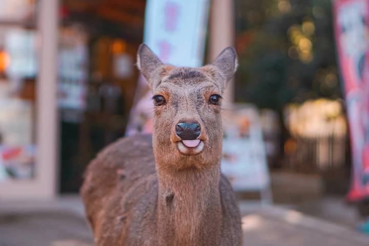 Japan & South Korea: From Tokyo to Seoul (Tokyo to Seoul, 2026) by Collette - 16-Day Tour - Kyoto’s shrines, streets and cooking class