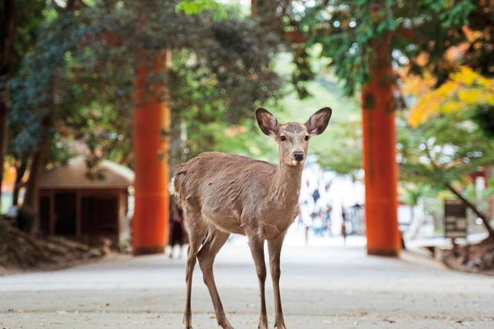 Japan to the World Expo (incl. flight) by MEIERS WELTREISEN - 10-Day Tour - Expo 2025 Osaka: a full day on Yumeshima