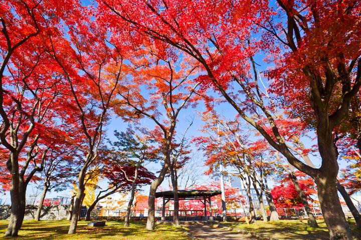 Japanese Scenes and Mount Fuji by Europamundo - 19-Day Tour Review - Kamakura, Hakone and Mount Fuji