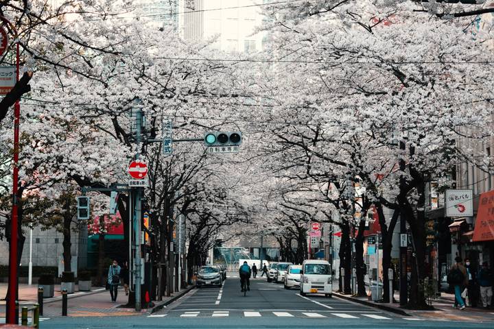 Japanime: 7-Day Tour of Tokyo's Anime Scene by The Dragon Trip Review - Day 2: Suga Shrine, Harajuku, and Shibuya