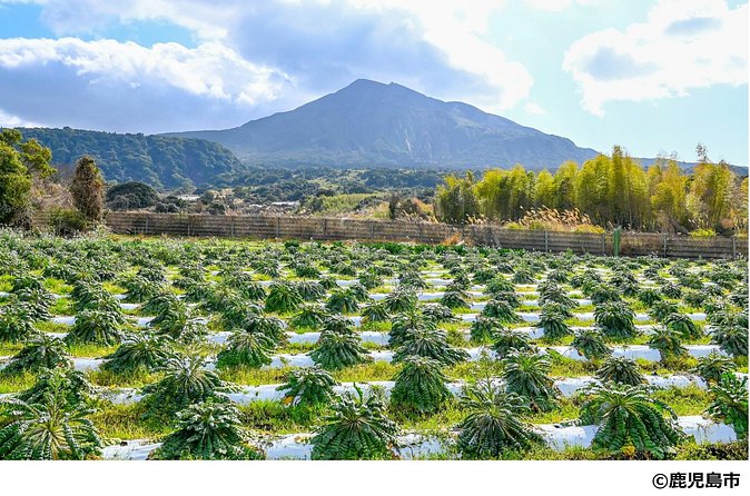 Kagoshima Nature and Food Culture Private Tour - What the $534.77 price really covers