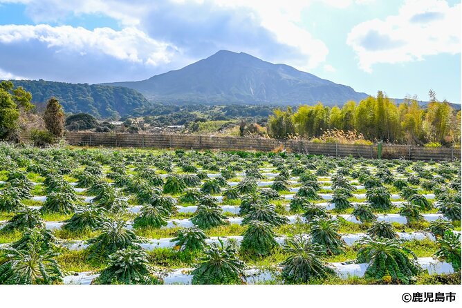 Kagoshima Nature and Food Culture Private Tour - Crossing to Sakurajima by ferry
