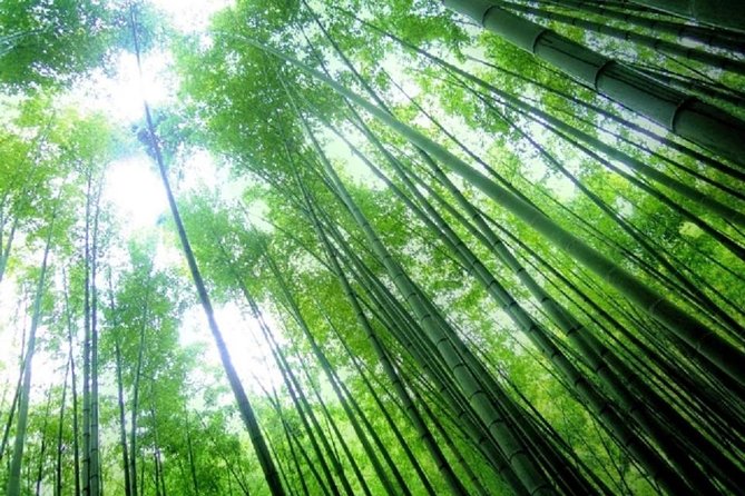 Kamakura Bamboo Forest and Great Buddha Private Tour - Tsurugaoka Hachimangu connects the city with its warrior past