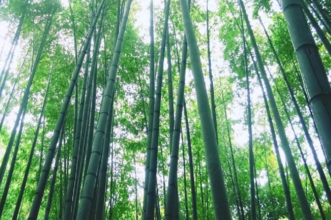 Kamakura Bamboo Forest and Great Buddha Private Tour - Walking and weather are real considerations