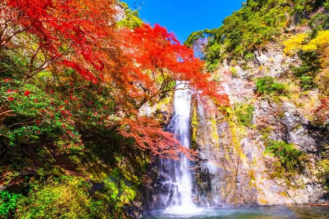 Katsuo-ji Temple, Arashiyama Forest, & Nara Park - Nara Park and the deer that come looking for snacks