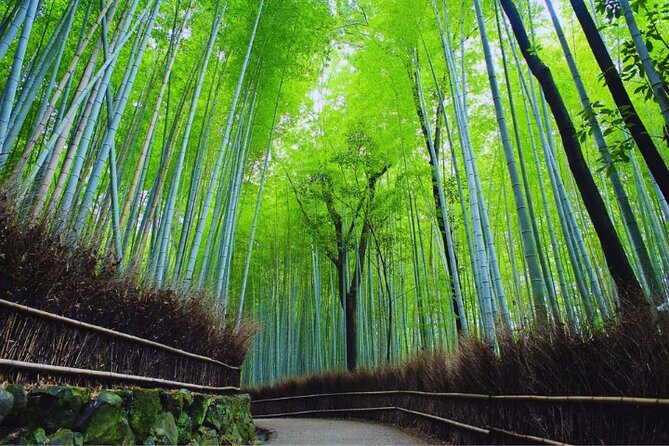 Katsuo-ji Temple, Arashiyama Forest, & Nara Park - Who will get the most from this day