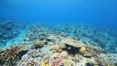 Kerama Half-Day Snorkeling Tour
