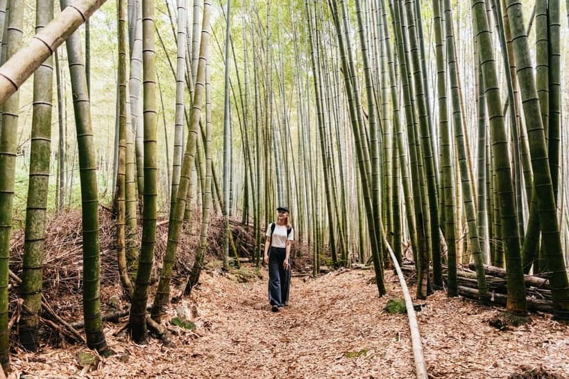 Kyoto: 3-Hour Fushimi Inari Shrine Hidden Hiking Tour - The first forest trails and bamboo grove