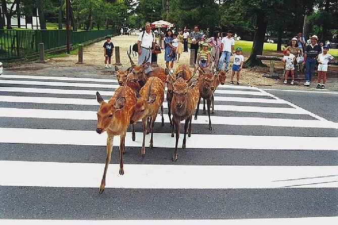 Kyoto and Nara Day Trip from Kyoto - Nijo Castle and the world of the Tokugawa shoguns